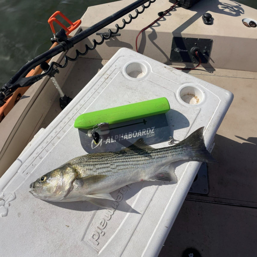 A fish lying next to a green Alphaboardz planer board.