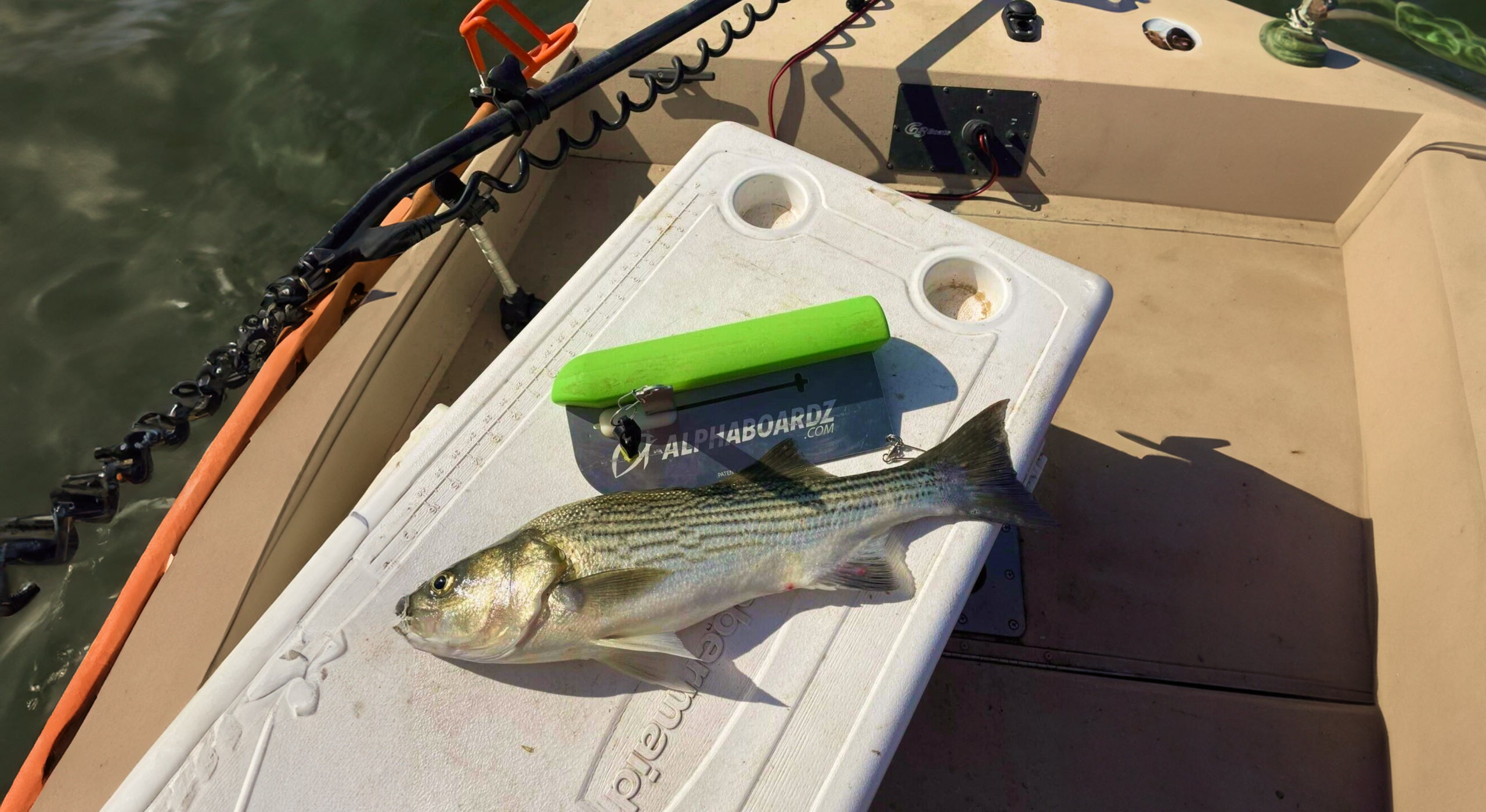 A fish lying next to a green Alphaboardz planer board.